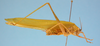 CollectionObject 1542706; 4dbe9191-7135-46c3-9eaa-25573634b116: male lateral view (holotype). (CollectionObject).