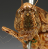CollectionObject 1517139; 71177708-2973-4c8f-a4cf-9d6b023f8992: male face (holotype). (CollectionObject).