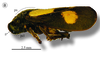 Habitus, lateral view on Neaenus (Neaenus) varius Fowler, 1897: (Observation).