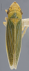 Habitus, dorsal view on Draeculacephala noveboracensis (Fitch, 1851): Dorsal. (Observation).