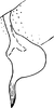 Anal tube processes: Anal tube process. (Observation).