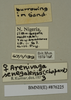 CollectionObject 1572924; 6692d5b3-260b-4c9b-a653-f4f133145635: Copyright Natural History Museum, London. Labels from non-type (adult female) in BM(NH). (CollectionObject).
