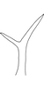 Stylus on Anufrievia fusina Yang & Zhang, 2018: Stylus. (Observation).