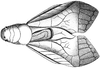 Corycoides jurinei (Saussure, 1862): male, dorsal view. (Otu).