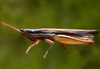 Oxybleptella sagitta Giglio-Tos, 1894: male. (Otu).