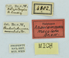 CollectionObject 1532129; NMW No. 4802, c0b54137-8d15-408e-9e0d-fda65fdfb4e3: labels (male holotype). (CollectionObject).