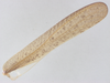 CollectionObject 1578223; 15a4a989-b64f-41f9-bff0-865db3461705: male, right tegmen. (CollectionObject).
