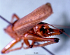 CollectionObject 1503262; 50bda0fb-7777-4eee-b561-a2549de17ec9: male abdominal apex. (CollectionObject).