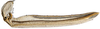 Ovipositor on Paradorydiina Evans, 1937: Paradorydium lanceolatum, 1st valvula (INHS). (Observation).
