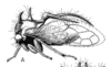 Habitus, lateral view: !! display not done !! on Cyphonia trifida (Fabricius, 1787): (Observation).