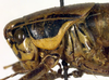 CollectionObject 1500460; b4f104a2-e02d-48af-9fe9-25a429e65707: female pronotum, lateral view (type). (CollectionObject).