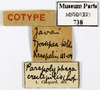 CollectionObject 1587481; MNHN(SF IMPORT DUPLICATE) MNHN-EP-EP738, 4a7f73b6-b353-4f7a-b313-1009e78b8663: CC BY-NC-ND 4.0/MNHN - Depraetere Marion - 2014. Non-type, nymph, sex unknown, of erectipilis Chopard, 1929. Specimen number: MNHN-EP-EP738. http://coldb.mnhn.fr/catalognumber/mnhn/ep/ep738. (CollectionObject).