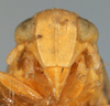 Head on Eurysa (Eurysa) kormusi (Crawford, 1914): (Observation).