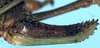 Poecilimon adentatus adentatus Ramme, 1933: female ovipositor (paratype). (Otu).