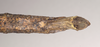 CollectionObject 1559486; NHMUK(SF IMPORT DUPLICATE) 844640, 6c7e4486-9f0b-409b-92cd-0e12394dfd54: copyright Natural History Museum, London. female: end of abdomen, ventral view (holotype). (CollectionObject).