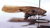 CollectionObject 1522101; c7f230c7-fd96-422f-bae9-418cdbfaf796: female, lateral view (holotype of Eppioides bicolor). (CollectionObject).