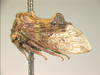 Antialcidas Distant, 1916: _Antialcidas hyaloptera_. (Otu).
