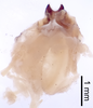CollectionObject 1522765; dcb6ed4f-2c59-46d1-a472-dc9394a883e7: Male genitalia, dorsal view (holotype). (CollectionObject).