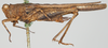 CollectionObject 1520943; fd562e39-dc19-4f9d-95ad-34ae6110674d: female, lateral view (syntype). (CollectionObject).