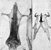 Other on Erythridula falcata (Beamer, 1930): Aedeagus, connective, and styli. (Observation).
