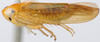 Habitus, lateral view: !! display not done !! on Phlogotettix Ribaut, 1942: Phlogotettix cyclops, female, lateral habitus (INHS). (Observation).