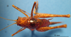 CollectionObject 1538347; ef62e67f-91c8-41f2-b16c-9b5f2a88c494: female, dorsal view. (CollectionObject).