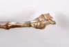 CollectionObject 1559876; 844cc4b3-630b-46e6-a05d-719e20513909: copyright ZMHB, Berlin. male: end of abdomen, lateral view of Cyphocrania acanthomera (holotype). (CollectionObject).