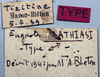 labels (holotype of Eugaster mathiasi). Depicts CollectionObject 1539673; 5cb31a62-646e-4c56-af98-f1f1d3a6a3c2, a CollectionObject.