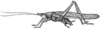 Neoconocephalus lyristes (Rehn & Hebard, 1905): Pl. 1 fig. 9. male habitus (Conocephalus lyristes). (Otu).
