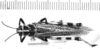 CollectionObject 1553639; 45de4c6f-306f-4470-a924-96e48ee7449e: female, dorsal view (syntype of Diponthus schulzi). (CollectionObject).