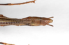 CollectionObject 1560330; ca000423-a4f7-4050-b830-2e72b4792321: copyright ZMHB, Berlin. female, dorsal view of synonym Nescicroa rammei (paratype). (CollectionObject).;CollectionObject 1560331; 594a46b5-e6ab-42e5-84cd-e9497637845d: copyright ZMHB, Berlin. female, dorsal view of synonym Nescicroa rammei (paratype). (CollectionObject).