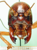 CollectionObject 1501840; 537a93cb-4688-4b90-9967-e02db4d44321: male, frontal view. (CollectionObject).