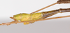 CollectionObject 1560612; f0c30491-3959-4ce1-a84b-b84f0a27f783: copyright ZMB, Berlin. male: end of abdomen, lateral view (syntype). (CollectionObject).