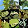 Cryptophyllium khmer Cumming, Bank, Bresseel, Constant, Le Tirant, Dong, Sonet & Bradler, 2021: copyright Jérôme Constant. Type material found as nymphs on Guava (Psidium guajava). (Otu).