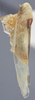 Habitus, lateral view on Edwardsiana commissuralis (Stål, 1858): Lateral. (Observation).
