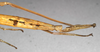 CollectionObject 1558820; ba524a32-7d70-4ae0-b212-f54c1dea57c8: copyright NMW, Vienna. female: end of abdomen, lateral view (paralectotype). (CollectionObject).;CollectionObject 1558821; f1f8a63a-23b8-4de7-9d52-9662ab0e6060: copyright NMW, Vienna. female: end of abdomen, lateral view (paralectotype). (CollectionObject).
