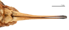 CollectionObject 1578328; a8edc683-f37b-407d-908a-f65e7ce8b7d0: ovipositor, ventral view (allotype of Deracanthina mistshenkoi Bazyluk, 1972). (CollectionObject).