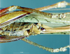 CollectionObject 1506869; MCSN 3224694, ae9992e0-4952-43ab-ae44-45da44adeafc: female subgenital plate (paralectotype of Macroxiphus pictipes). (CollectionObject).