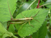 FieldOccurrence 282; ceee3f34-fced-46e5-b292-5fd4e98a025a; Tanzania
Darakuta Ranch near Babati vegetation beside river, 2017/05/06: male. (FieldOccurrence).