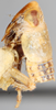 Habitus, lateral view on Diacra majuscula Emeljanov, 1961: holotype. (Observation).