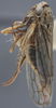 Habitus, lateral view on Exitianus picatus (Gibson, 1919): Lateral. (Observation).
