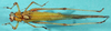 CollectionObject 1503503; 3d983e5e-5dd8-4a81-97e1-f2edc5a589ae: male, dorsal view (holotype). (CollectionObject).