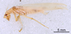 CollectionObject 1523108; b57afcf4-05fa-4197-af9d-3b5c8bcace13: Male, lateral view (holotype). (CollectionObject).