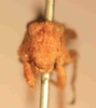 CollectionObject 1584234; c8549a0f-f976-4585-905c-9c01ed767e42: male, frontal view (neoallotype). (CollectionObject).
