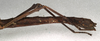 CollectionObject 1557375; 98316f9e-17c7-4057-927c-079d838bda87, NMW 667: copyright NMW, Vienna. female: end of abdomen, lateral view (holotype). (CollectionObject).