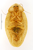 CollectionObject 1587309; MNHN(SF IMPORT DUPLICATE) MNHN-EP-EP1281, 13cfc6bf-d34e-4e15-82f1-35c230d982f5: CC BY-NC-ND 4.0/MNHN - Depraetere Marion - 2014. Paratype, male, of akinetum Grandcolas, 1991. Specimen number: MNHN-EP-EP1281. http://coldb.mnhn.fr/catalognumber/mnhn/ep/ep1281. (CollectionObject).