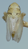 Habitus, dorsal view: !! display not done !! on Neocoelidia tumidifrons Gillette & Baker, 1895: Male holotype [USNM]: habitus, dorsal view. (Observation).