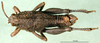CollectionObject 1502761; 06d219c1-76fe-4d3c-9971-4595257e855e: male, dorsal view (paratype). (CollectionObject).