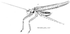 Chlorobalius leucoviridis Tepper, 1896: male (Yorkiella picta). (Otu).