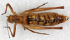 CollectionObject 1499637; beadbcd5-50bc-41d2-ae1d-c28d5f79e8c4: male, dorsal view (holotype?). (CollectionObject).